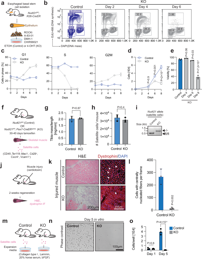 Fig. 2: CFIm is required in dividing cells, but dispensable in non-dividing cells.