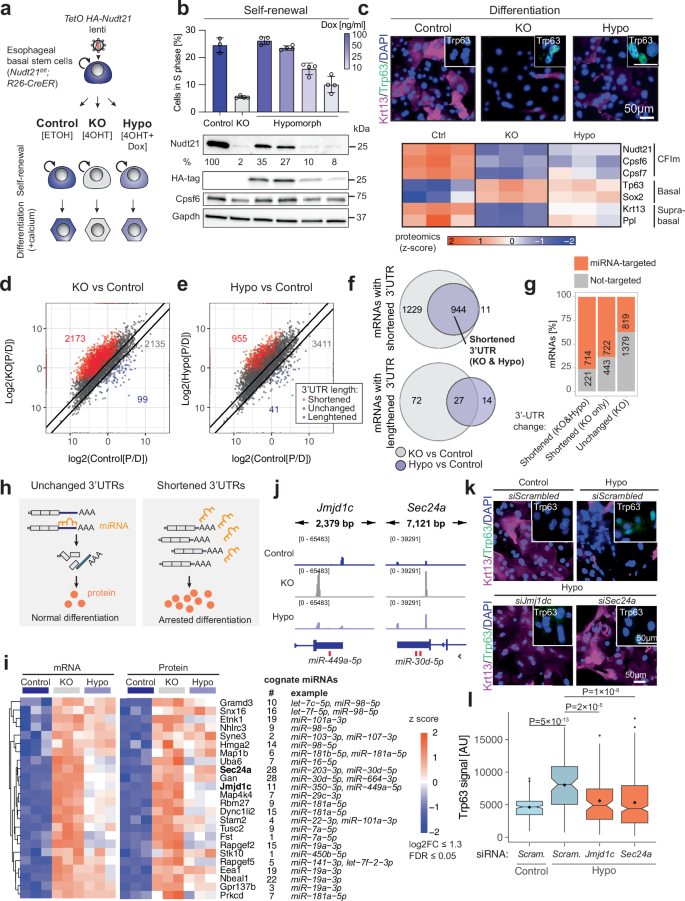 Fig. 3: Modulation of CFIm levels uncouples self-renewal from differentiation.