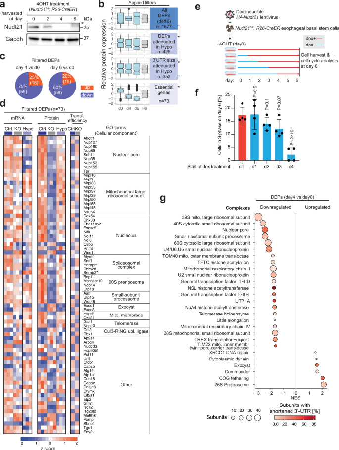 Fig. 4: APA maintains protein complexes required for continual proliferation.