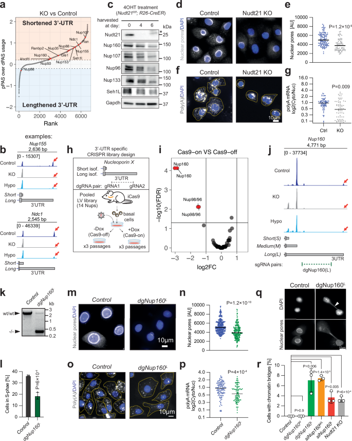 Fig. 5: Nuclear pore integrity and function are regulated by APA via CFIm.