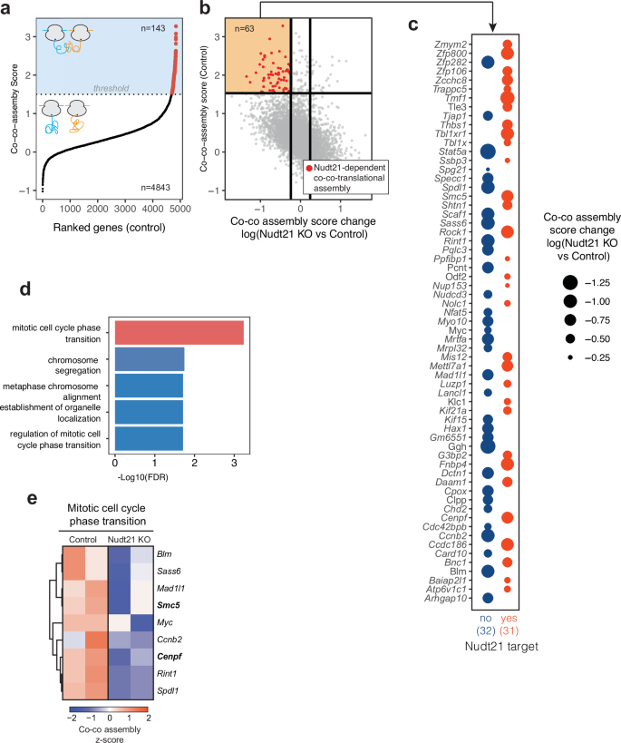 Fig. 6: Nudt21 KO disrupts co-co-translational assembly of cell cycle factors.