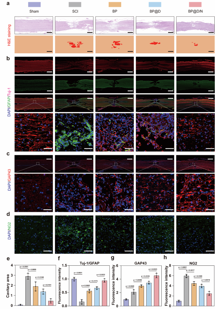 Fig. 10: Camouflaged nanorobots promote neuron regeneration in vivo.