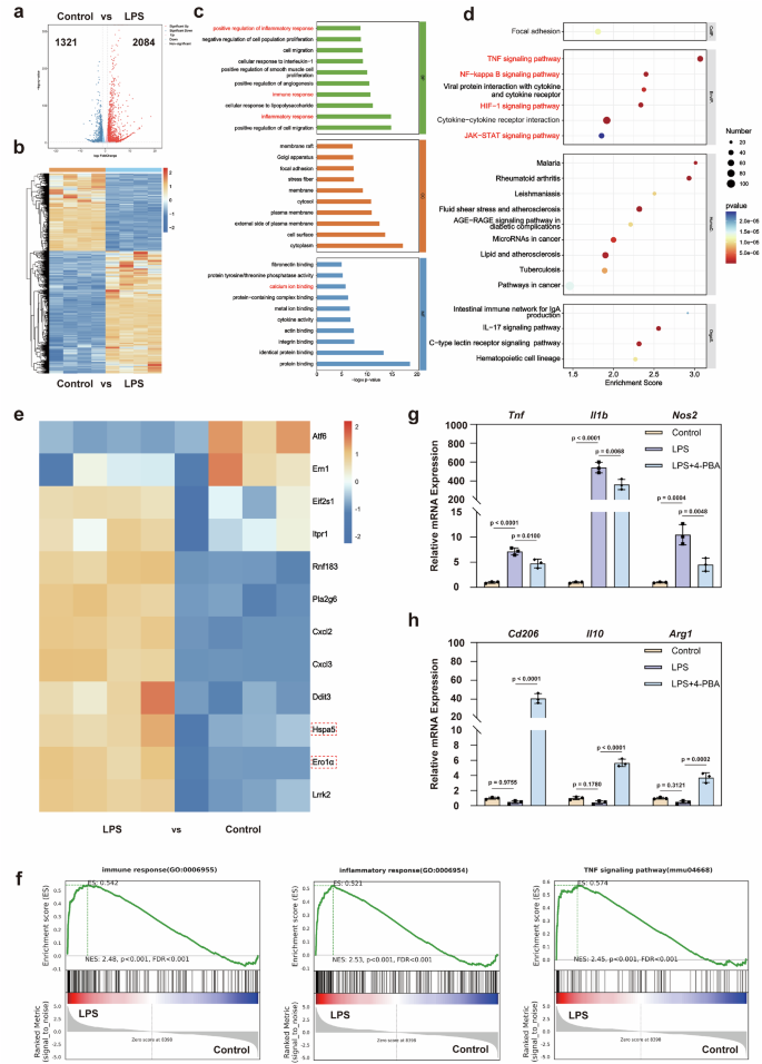 Fig. 2: ERS and mitochondrial metabolic crosstalk regulate the phenotypic transformation of Mφ.