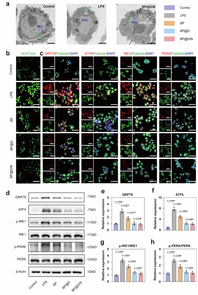 Fig. 4: Camouflaged nanorobots alleviate ERS in Mφ.