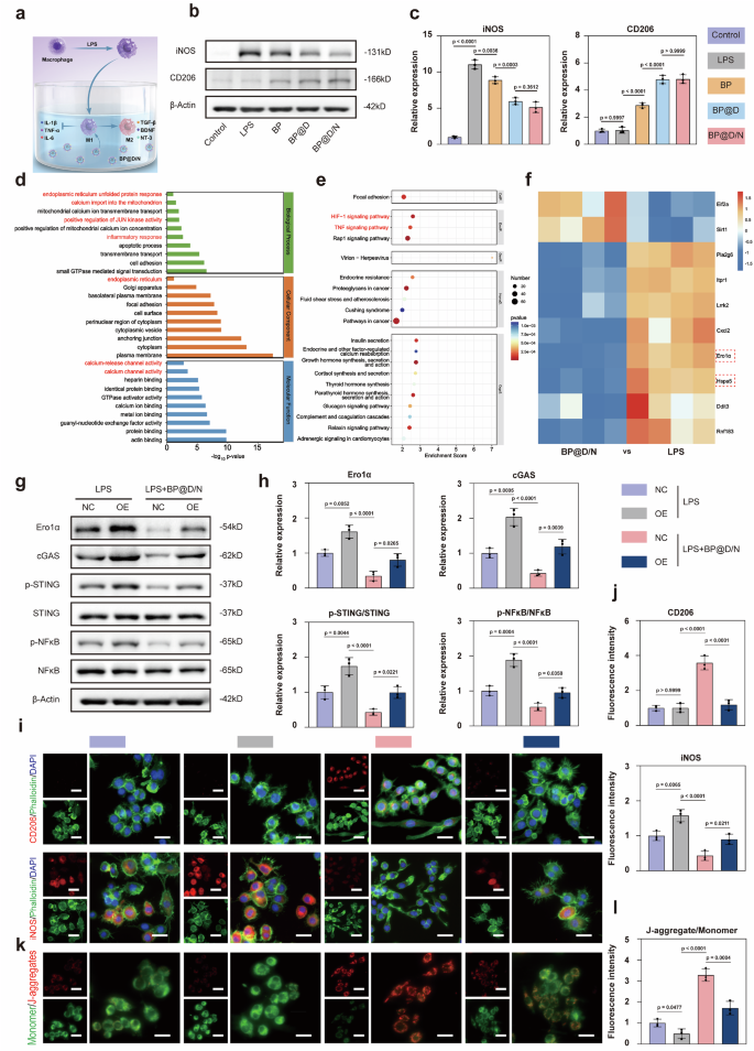 Fig. 6: Phenotypic transformation and mechanism of Mφ after camouflaged nanorobot treatment.