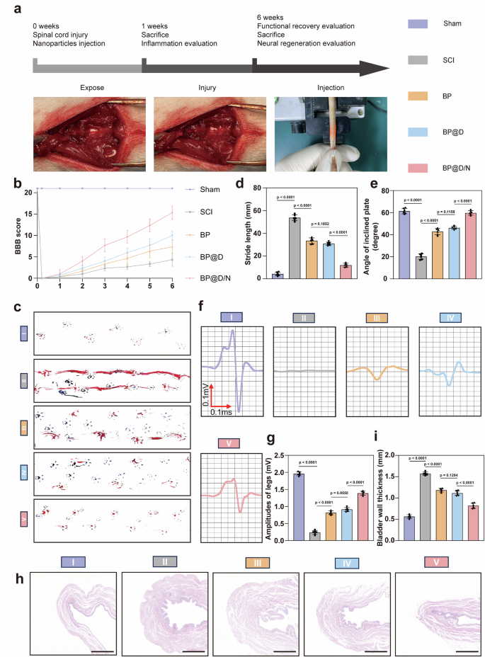 Fig. 8: Camouflaged nanorobots promote recovery in SCI rats.