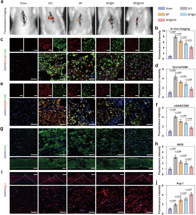 Fig. 9: Camouflaged nanorobots regulate immune response in vivo.