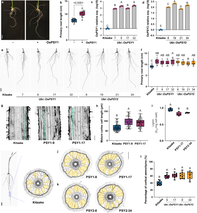 Fig. 1: Overexpression of OsPSY1 and OsPSY2 enhanced primary root growth in rice.