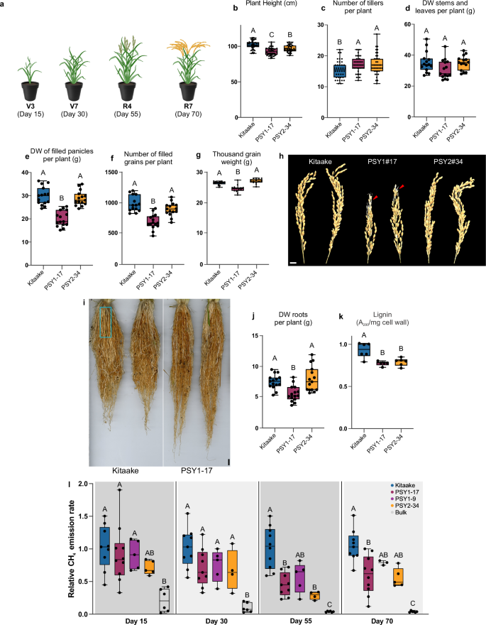 Fig. 2: Kitaake plants with elevated expression of OsPSY1 or OsPSY2 exhibited reduced CH4 emissions.