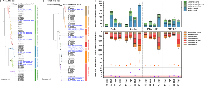 Fig. 4: Taxonomic affiliation and in situ activity of genes involved in CH4 production and oxidation.