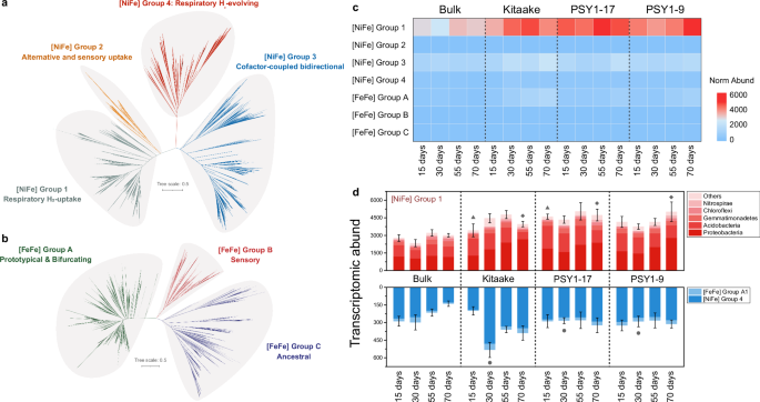 Fig. 5: Classification and activity of hydrogenases.