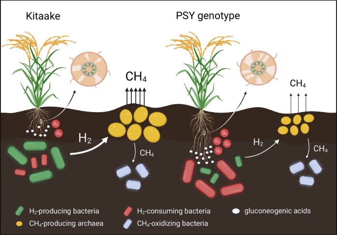 Fig. 8: Proposed mechanism for the role of PSY rice genotypes in mitigating CH4 emissions.