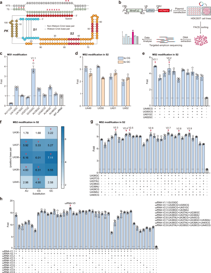 Fig. 1: Engineering MmeFz2 ωRNA to enhance genome-editing efficiency.