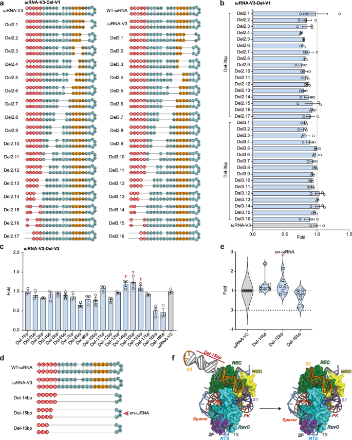 Fig. 2: Optimization of the ωRNA scaffold to reduce size and enhance activity.