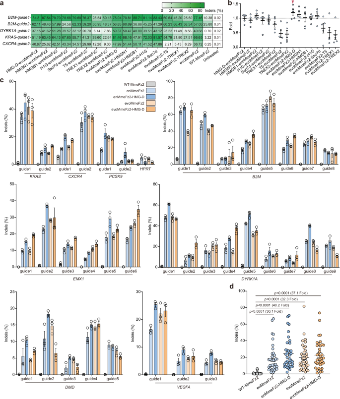 Fig. 4: Further optimization of MmeFz2 via ssDBD fusion and validation of genome-editing efficiency at endogenous loci in mammalian cells.