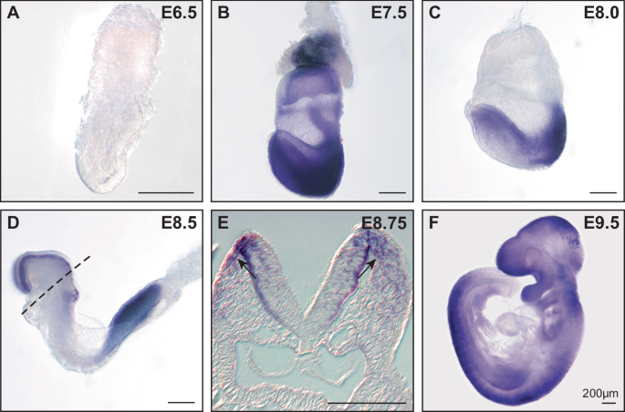 Fig. 1: Nr6a1 expression overlaps with regions of early NCC development.