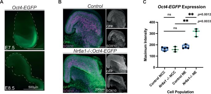 Fig. 4: Oct4 is downregulated prior to NCC formation.