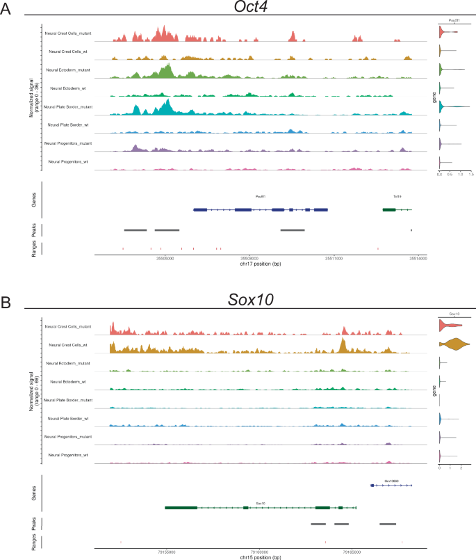 Fig. 5: Multiomic scRNA-seq and snATAC-seq demonstrate chromatin accessibility changes around pluripotency-associated and NCC-specifier genes within the NCC and neural plate populations upon loss of NR6A1 function.