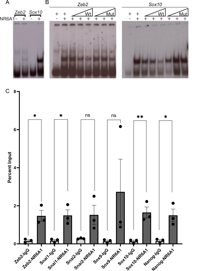 Fig. 6: NR6A1 directly binds to putative DR0 binding sites in NCC-specifier and EMT genes.