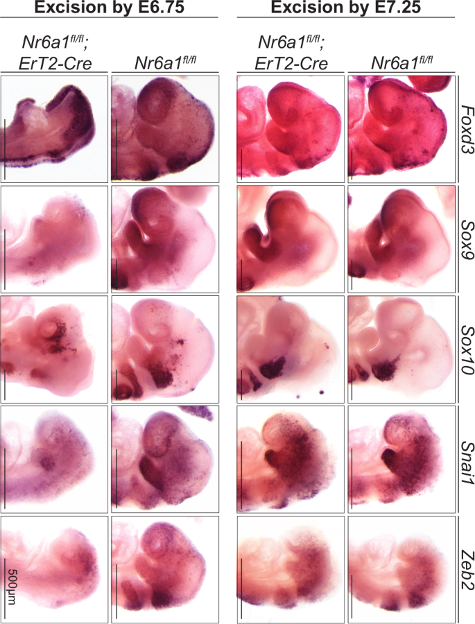 Fig. 7: Nr6a1 activity is required during mid-to-late gastrulation to induce NCC specification.