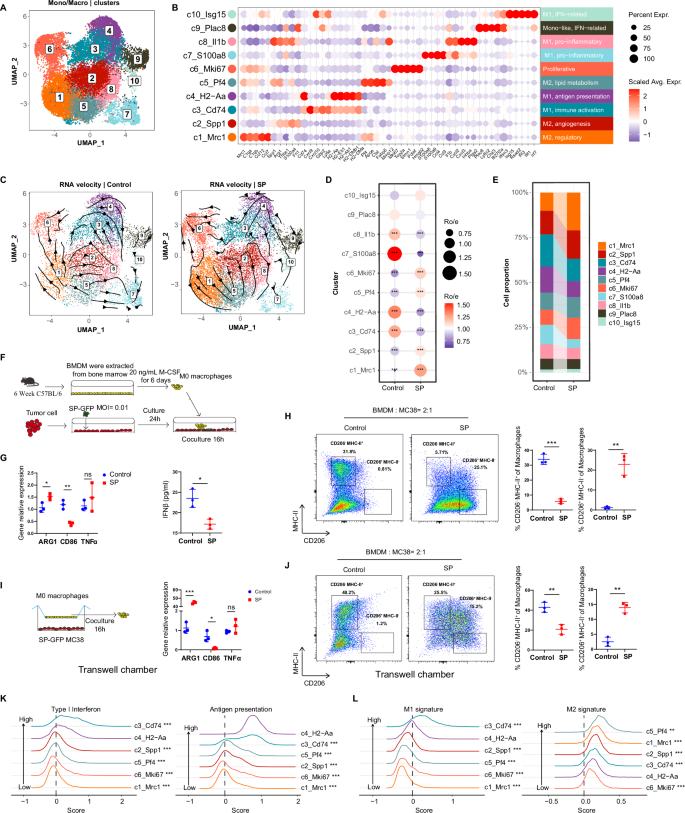 Fig. 3: Intracellular SP decreases IFN-related macrophages based on scRNA sequence.