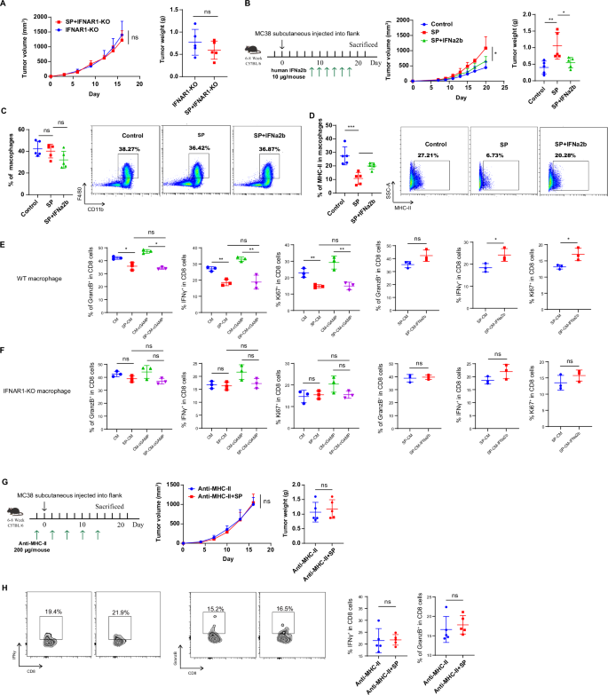 Fig. 4: Intracellular SP impairs anti-tumor immunity vis inhibiting MHC-II+ macrophages.