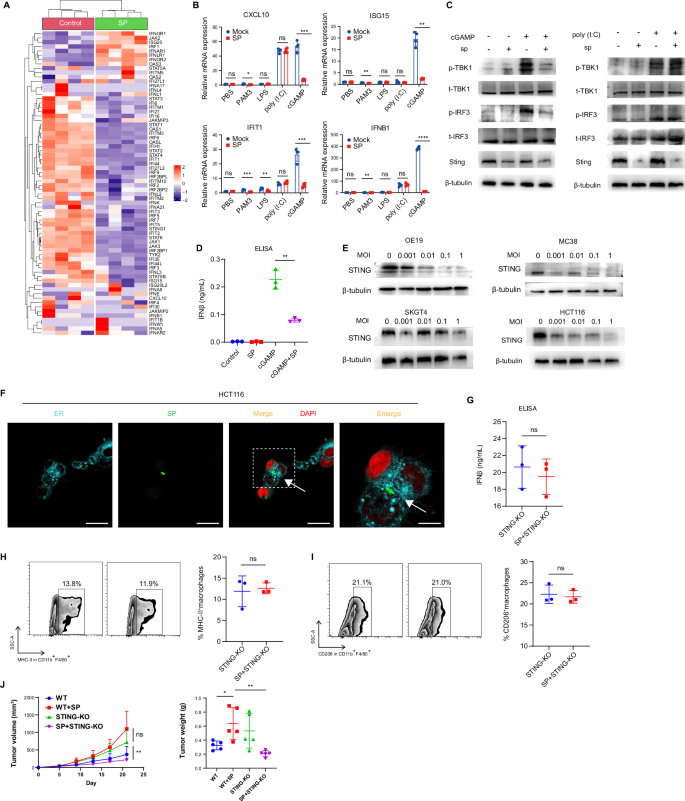 Fig. 5: Intracellular SP decreases IFNβ secretion via degrading STING Protein.