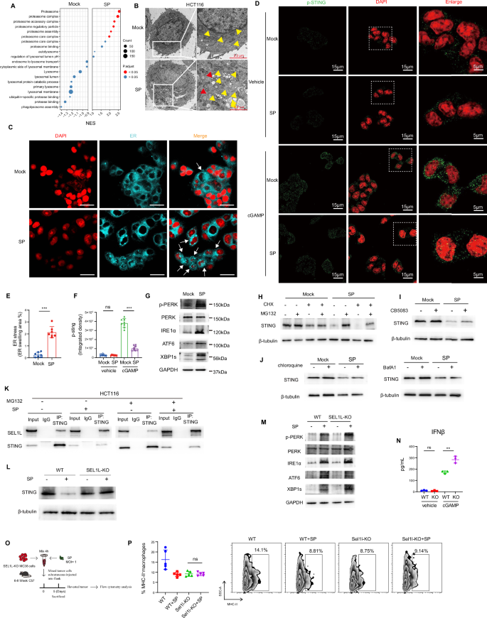 Fig. 6: Intracellular SP induce ER stress activation ERAD pathway degrading STING protein.