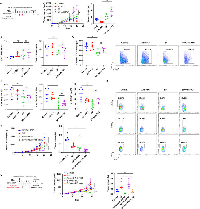Fig. 7: Intracellular SP impairs anti-tumor therapy vis inhibiting MHC-II+ macrophages.