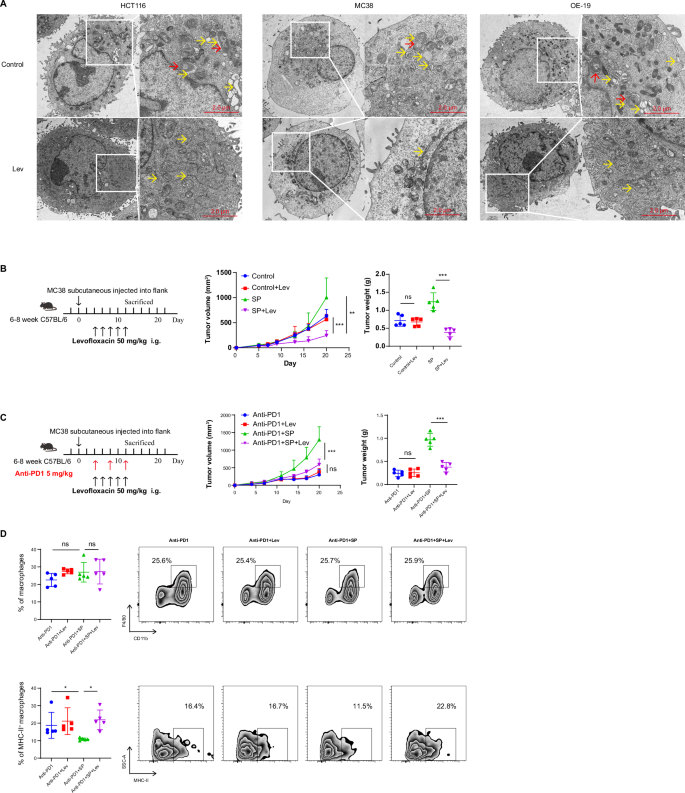 Fig. 8: Levofloxacin rescued SP promoting tumor progression.