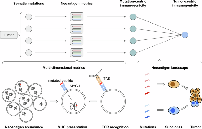 Fig. 1: Overview of NeoPrecis for tumor neoantigen assessment.