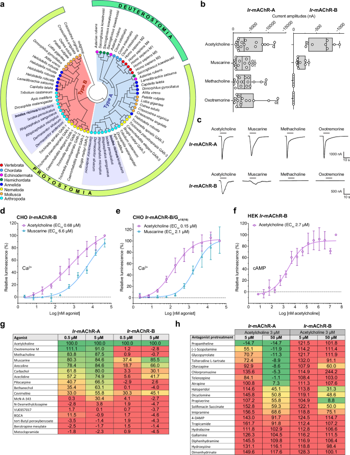 Fig. 1: Functional and pharmacological characterisation of Ir-mAChR-A and -B.