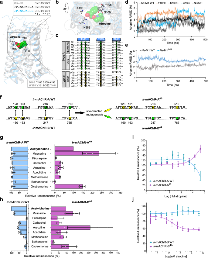 Fig. 2: Conserved Hs-M1 binding site residues determine the selective affinity of Ir-mAChR-A and -B for atropine.