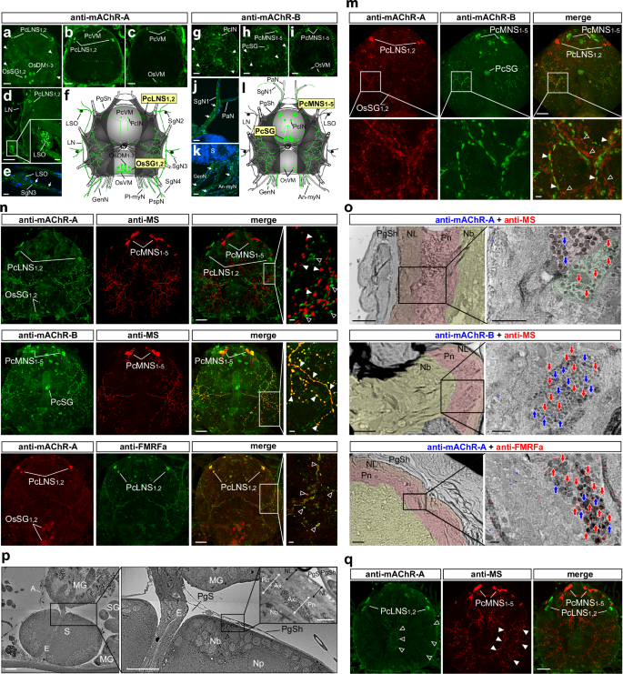 Fig. 3: Immunolabelling of Ir-mAChR-A and -B in the synganglion.