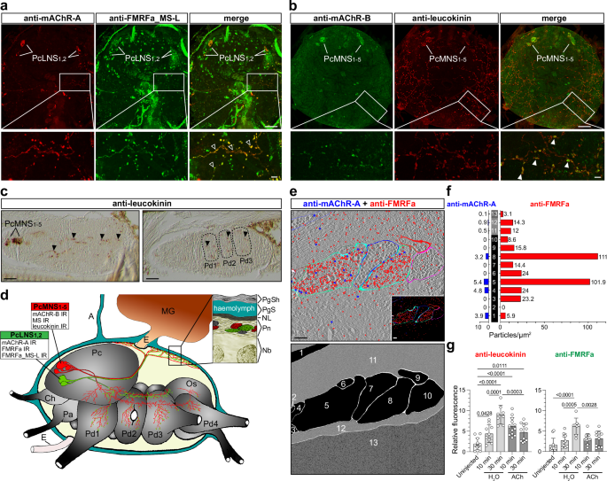 Fig. 4: Cholinoceptive axons of peptidergic NSC reach the dorsal perineurium and internal lobes of the synganglion.