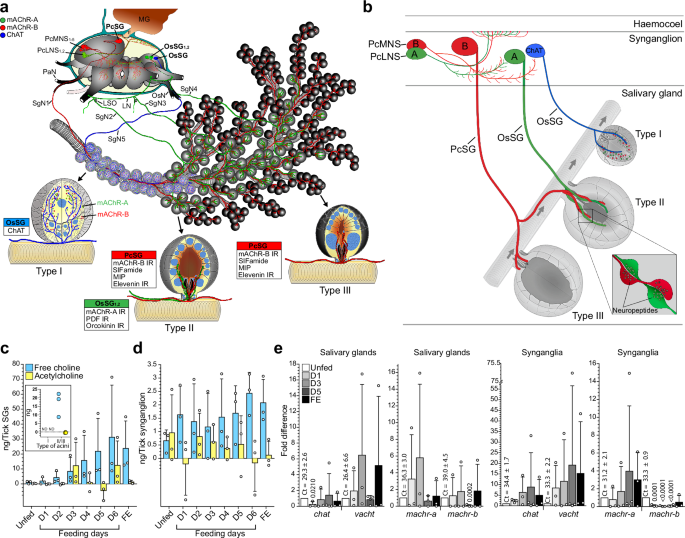 Fig. 6: Muscarinic and cholinergic innervation, choline/ACh dynamics, and expression of cholinergic components in SGs and synganglia.