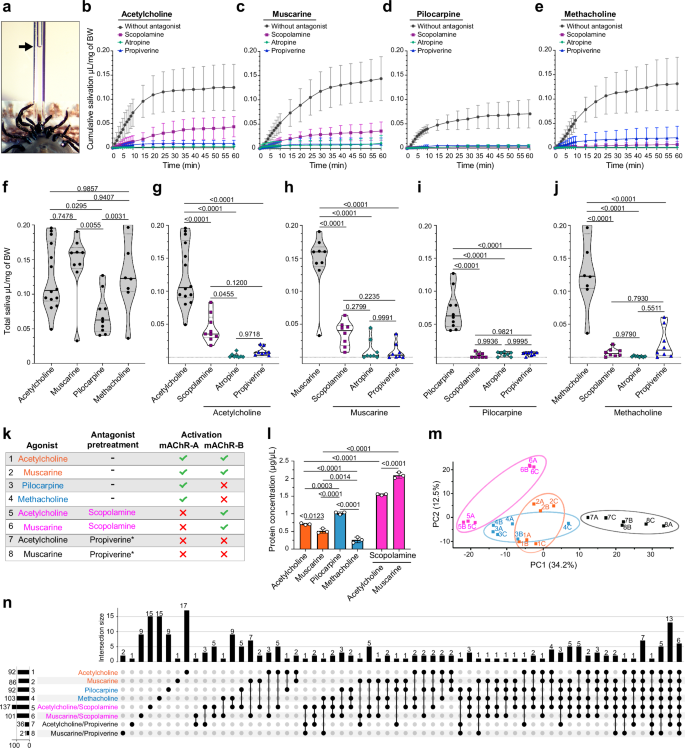 Fig. 7: mAChR-A and -B mediate SG secretion rate and protein composition of saliva.