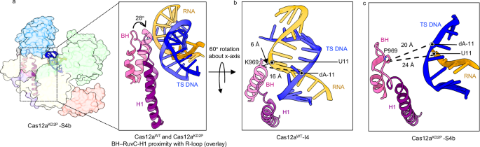 Fig. 2: BH transitions are important for R-loop propagation.