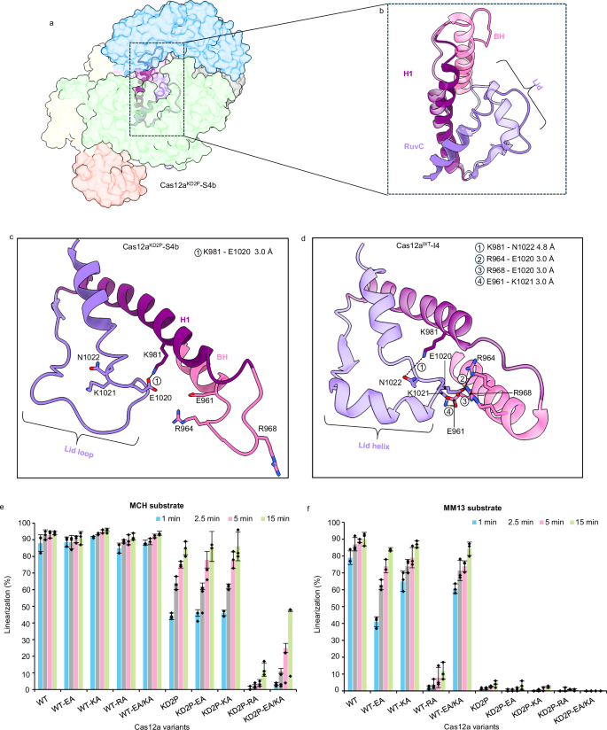 Fig. 3: Integrity of the BH allosterically regulates the helical transitioning of the RuvC-lid to activate for DNA cleavage.
