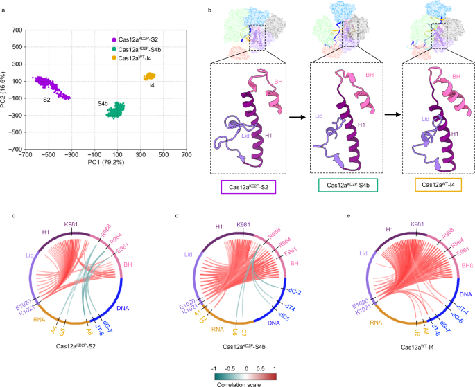 Fig. 4: Correlation and PCA analysis of MD simulations of FnoCas12aKD2P and FnoCas12aWT.
