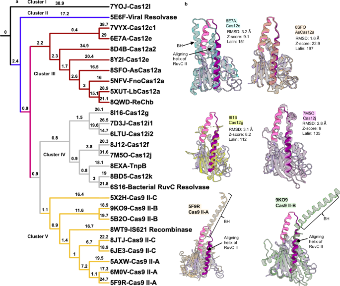 Fig. 5: Analysis of the BH and RuvC-H1 conformations of different Cas12 and Cas9 families.