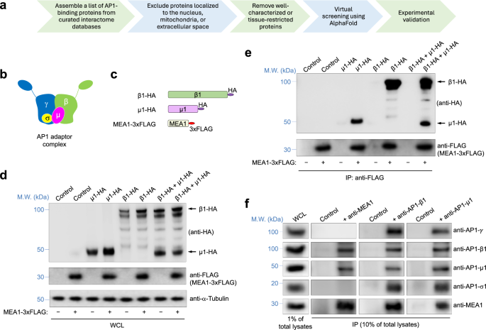 Fig. 1: Identification of MEA1 as an AP1-interacting protein.