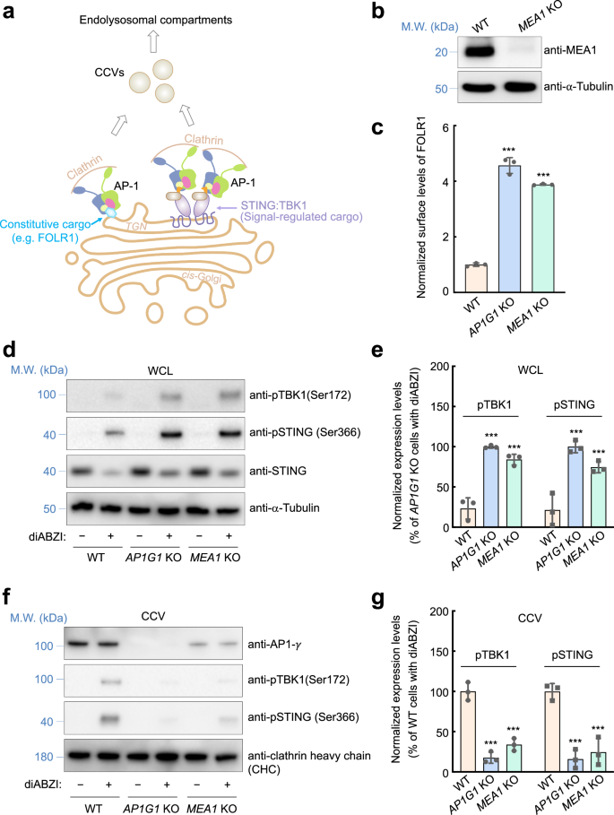 Fig. 2: MEA1 is required for AP1-dependent cargo trafficking and termination of STING signaling.