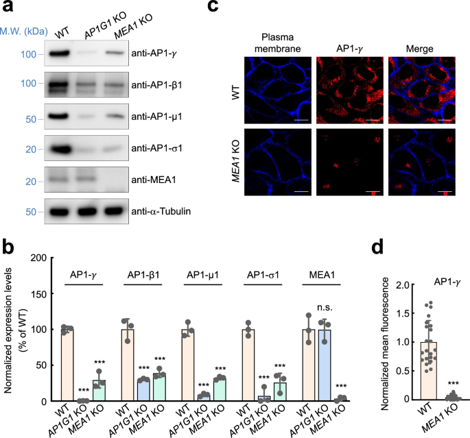 Fig. 3: Loss of AP1 in MEA1 KO cells.