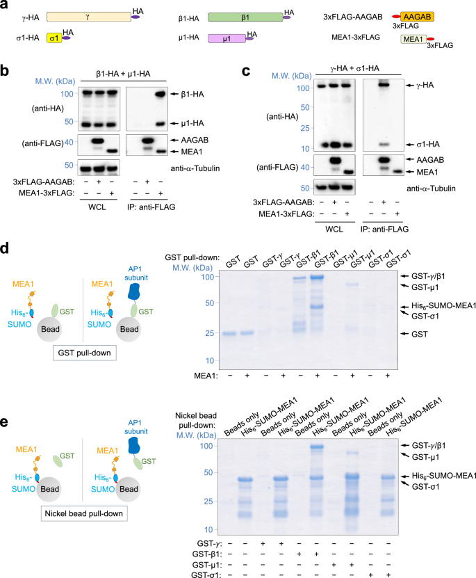 Fig. 4: MEA1 binds and stabilizes the μ1 and β1 subunits of AP1.