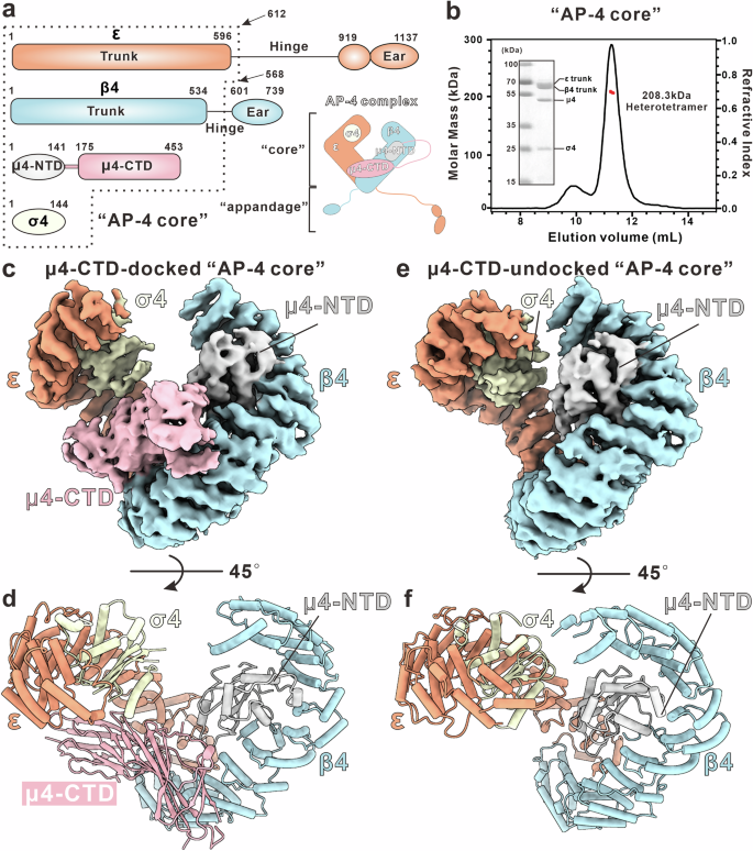 Fig. 1: Cryo-EM structure of the AP-4 core complex.