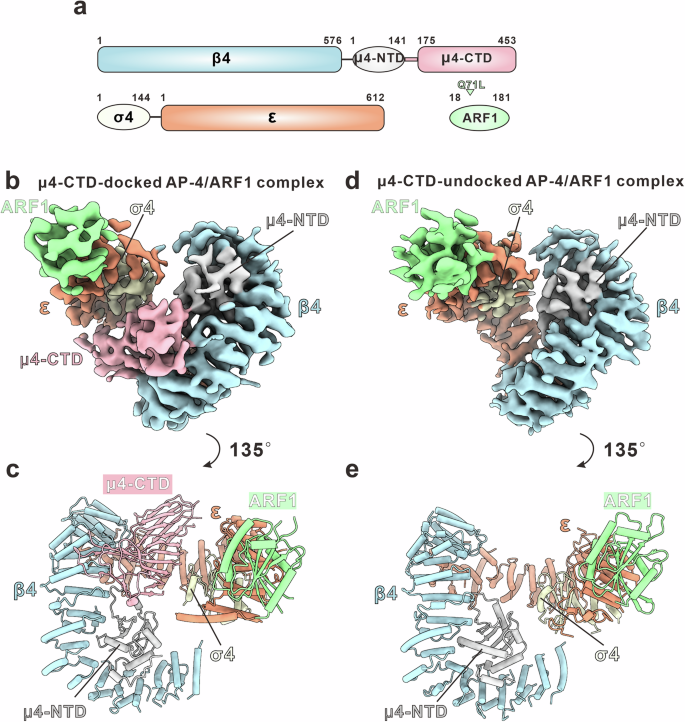 Fig. 2: Overall structure of the AP-4/ARF1 complex.