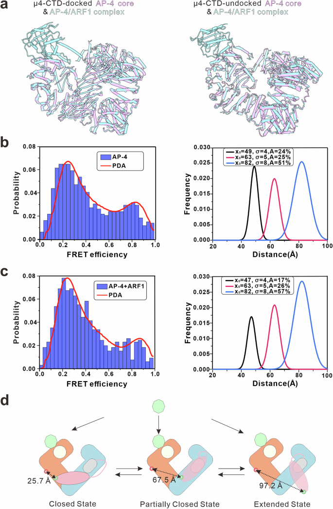 Fig. 3: Multiple conformations of μ4-CTD in the AP-4 core and AP-4/ARF1 complexes.