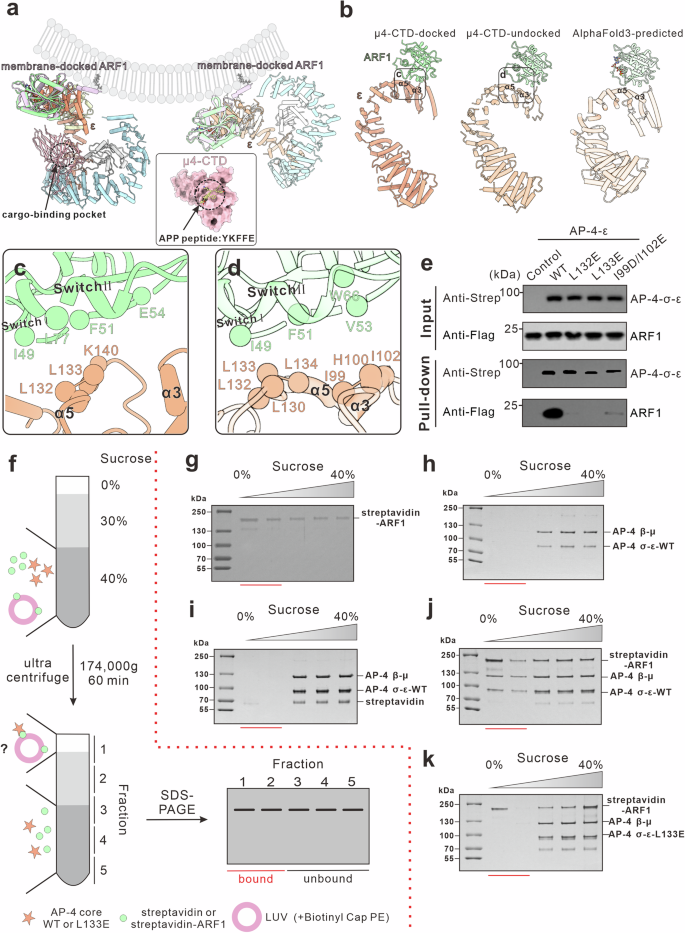 Fig. 4: Membrane recruitment of the AP-4 core mediated by ARF1.