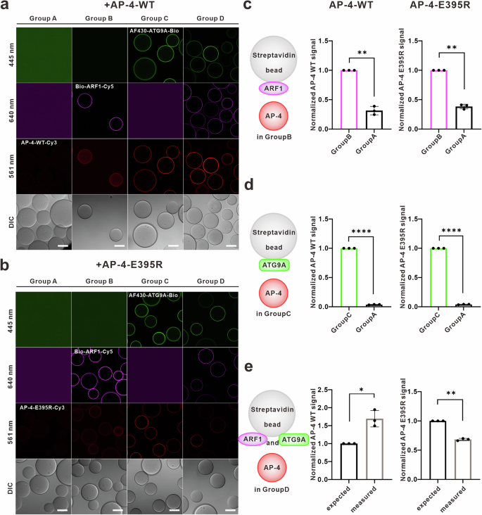 Fig. 5: Synergistic effect of ARF1 and cargoes for efficient recruitment of AP-4.